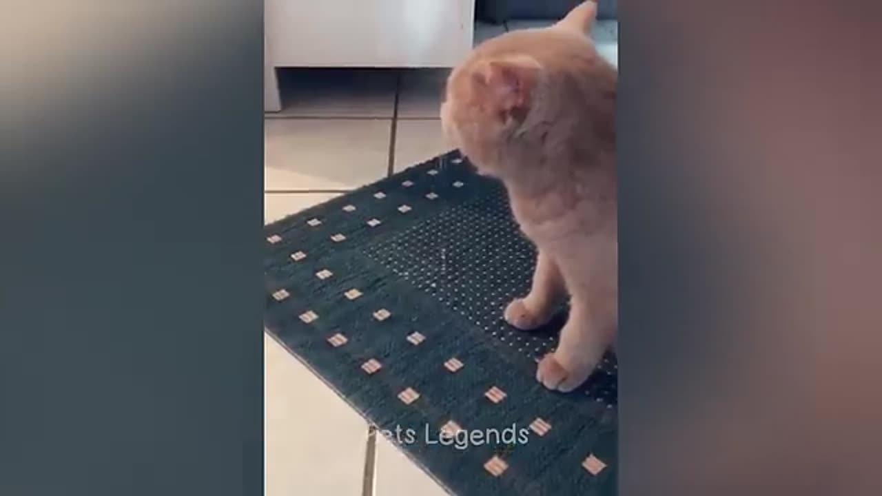 Hewan Terlucu 😅 Video Kucing dan Anjing Lucu Baru 😸🐶 Bagian 1