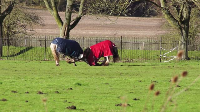 Two Race Horse Showing Ponding In Grass