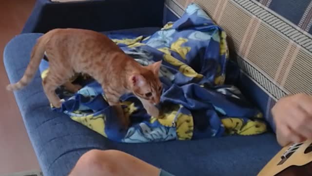 My kitten "dancing" while I am playing on ukulele 😊