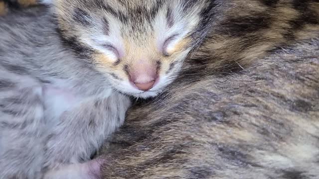 Three F3 Savannah Kittens