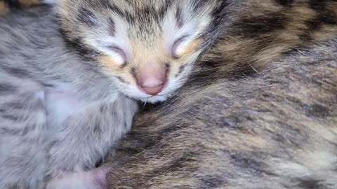 Three F3 Savannah Kittens