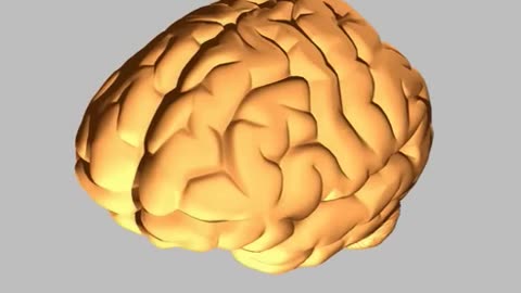 How the human brain works - An animated tour around the human brain