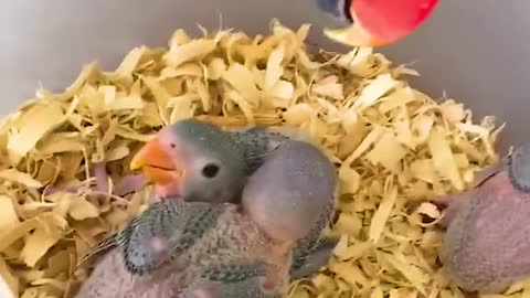 Parrot Says Good Morning To Babies