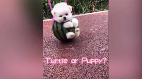 Cute lovely puppy videos - 04