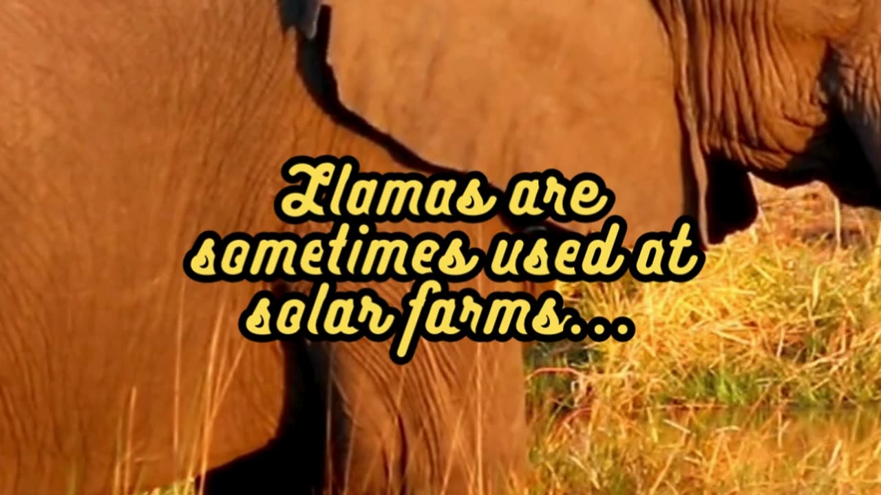 Animal Facts Llama Landscaping #shorts