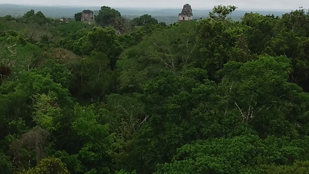 Tikal- Mayan temples