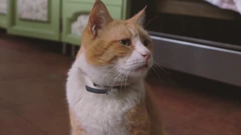 cute baby cats | #short | #funniest | #cute | #viral