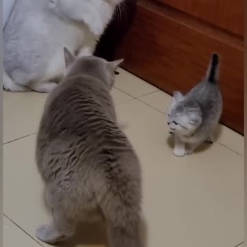 Cute baby cat funny video 😂