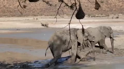 Elephants fight