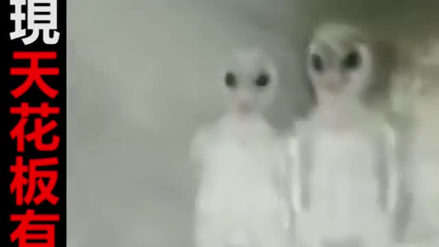 [🦥Funny video]Alien hiding in the ceiling.