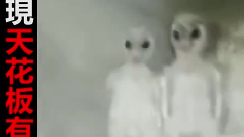 [🦥Funny video]Alien hiding in the ceiling.