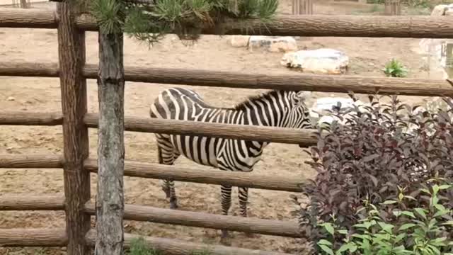 gentle zebra