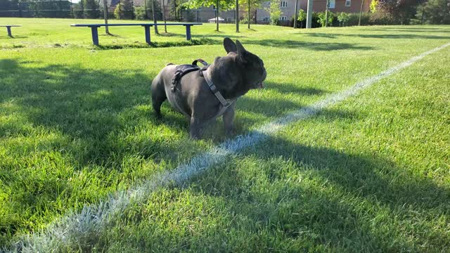 Bulldog does a roll on grass