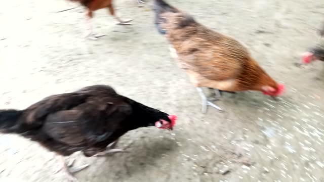 cock and hen fight when eating ..very exciting