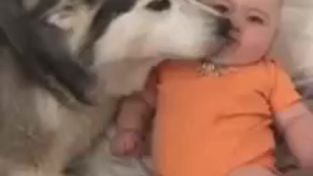 dog thoroughly enjoys babysitting his little sister