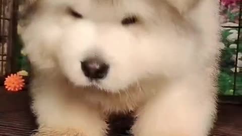 Funniest and Cutest Puppies