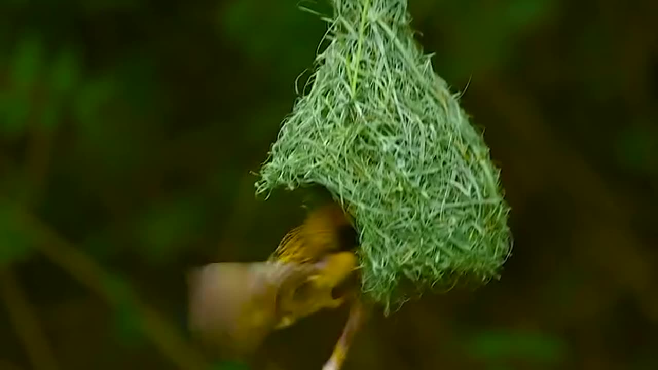 Wildlife and Funs