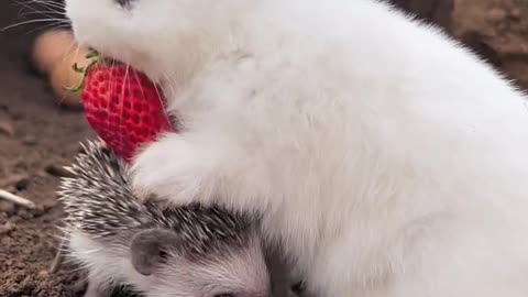 Little hedgehog feeding the rabbit with strawberries on his back