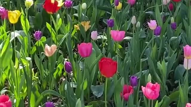 beautiful#tulip#travel