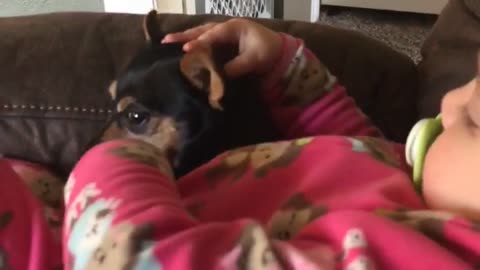 Lola the dog is not too happy with her sister video!