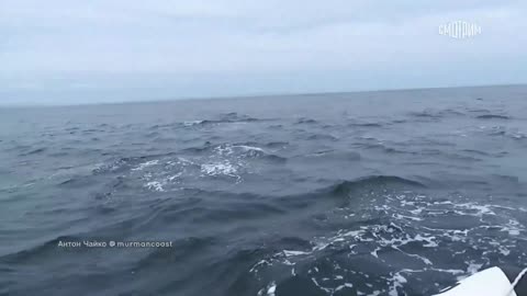 Dolphin and whale games were filmed in the Barents Sea