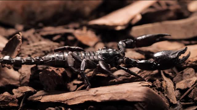 Black scorpion walking closeup