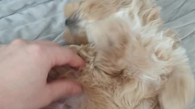 a ticklish puppy