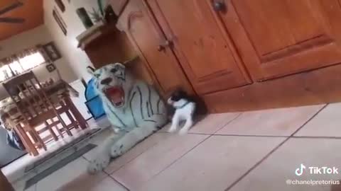 The Best Prank !!! Cat Pranked By Fake White Tiger