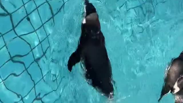 A penguin splashing in the water