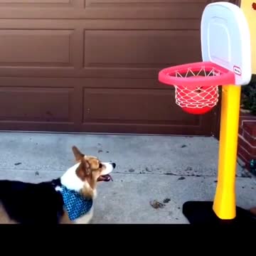 Corgi demuestra sus impresionantes habilidades para el baloncesto