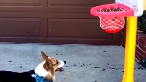 Corgi demuestra sus impresionantes habilidades para el baloncesto