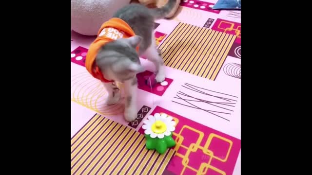 Funniest Animals Best Of The Funny Animal Videos