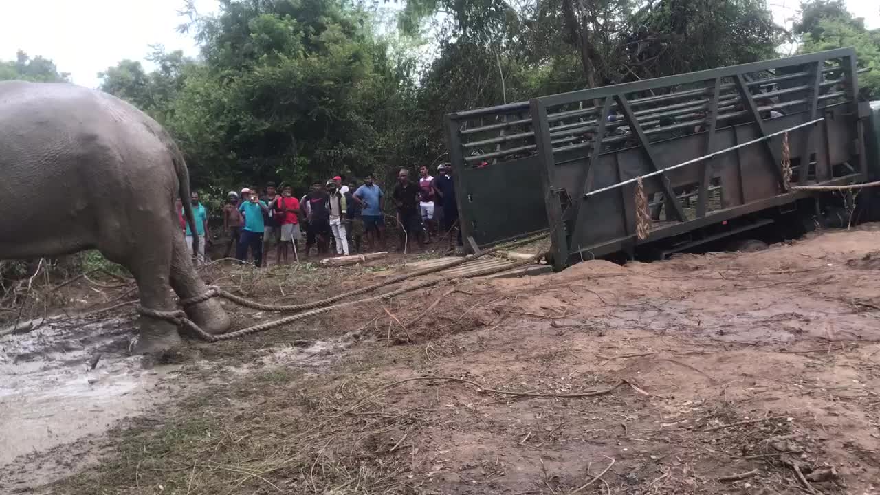 Wild elephant capture and translocation.