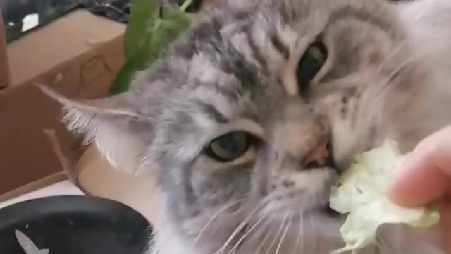 Cat eats salad