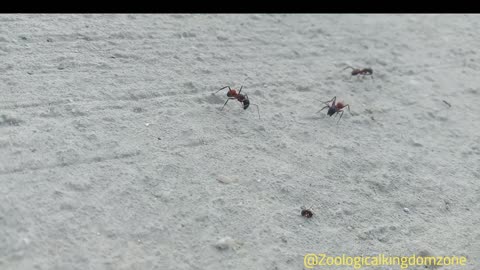 Ants Walking in Their Natural Habitat