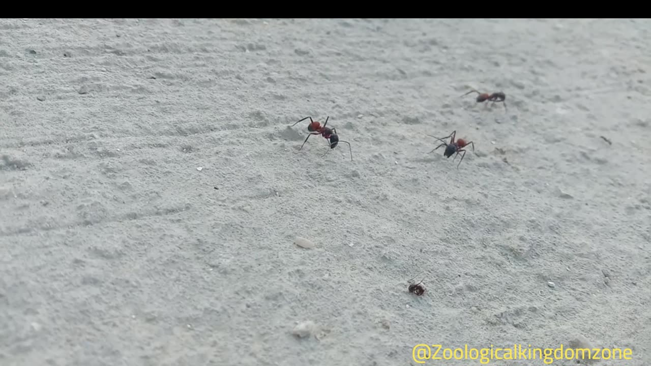 Ants Walking in Their Natural Habitat