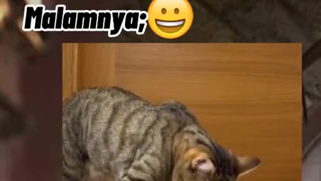 Cute cat animals Videos Compilation cute moment of the #animals #shorts #Rumble