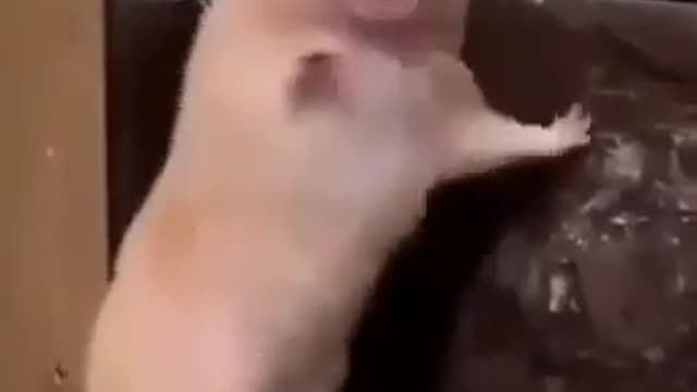 shoking shock
