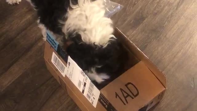 Dog opens Amazon Delivery