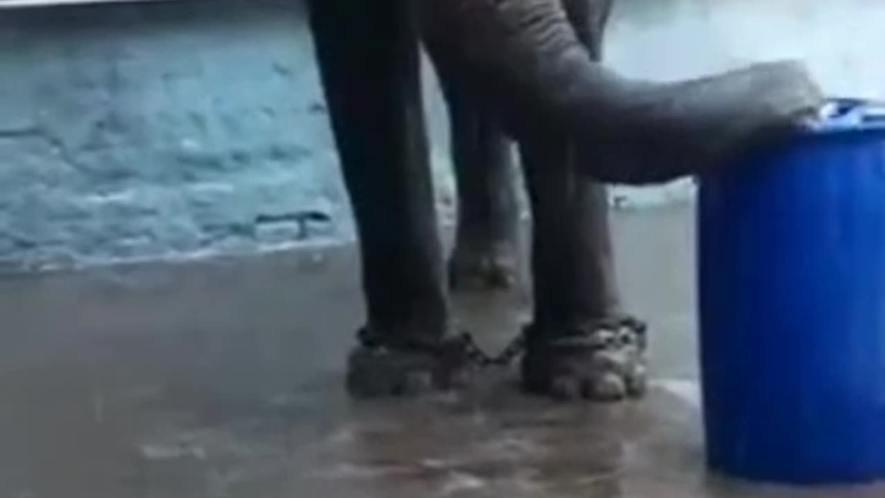 BIbi ka Alam ka 🐘