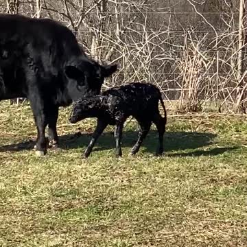 Calf’s First Steps