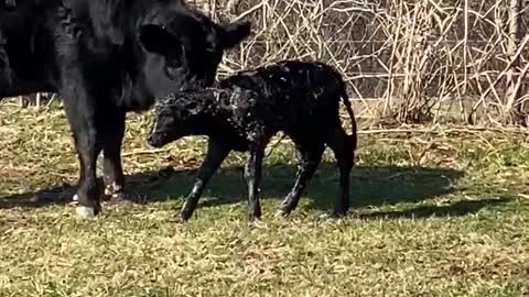 Calf’s First Steps