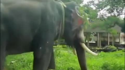 😍😍 ELEPHANT