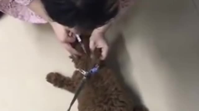 Funny Dog Injection videos | #ShortVideo