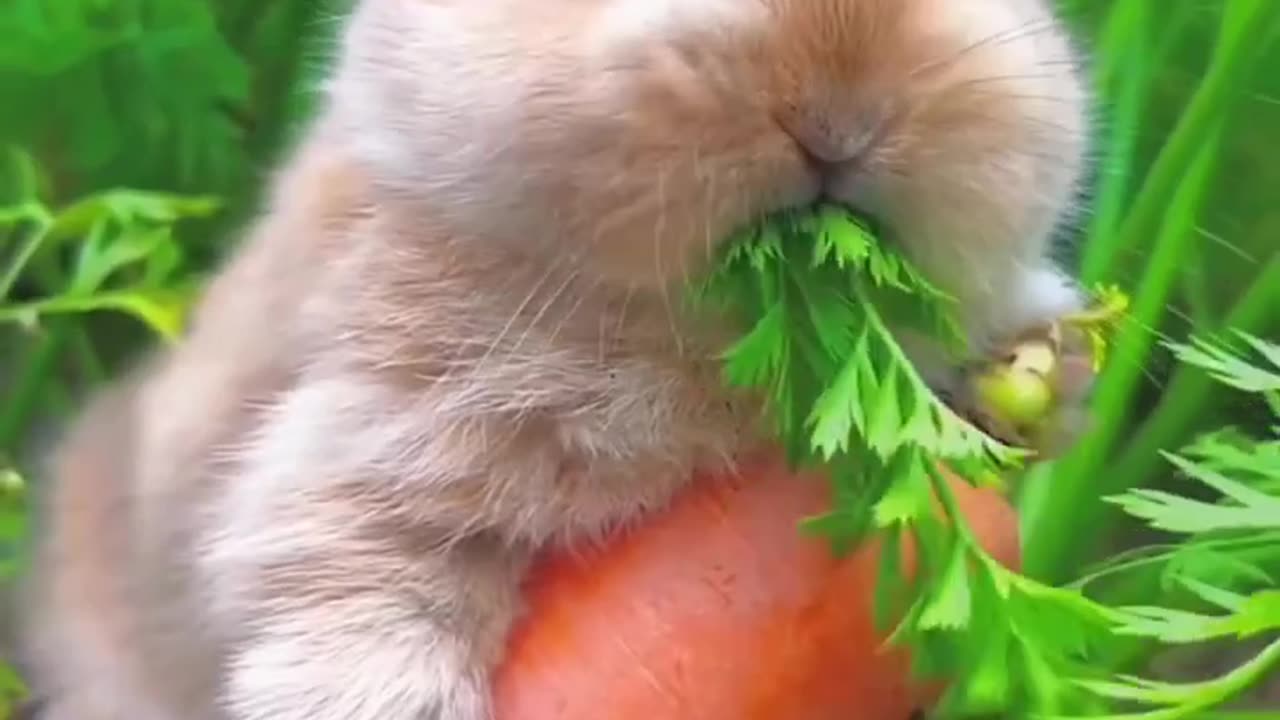 Cute Rabbit 😍😍