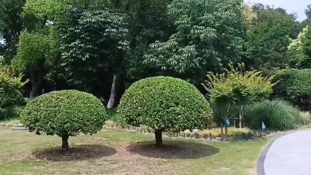 The shape of the tree is amazing