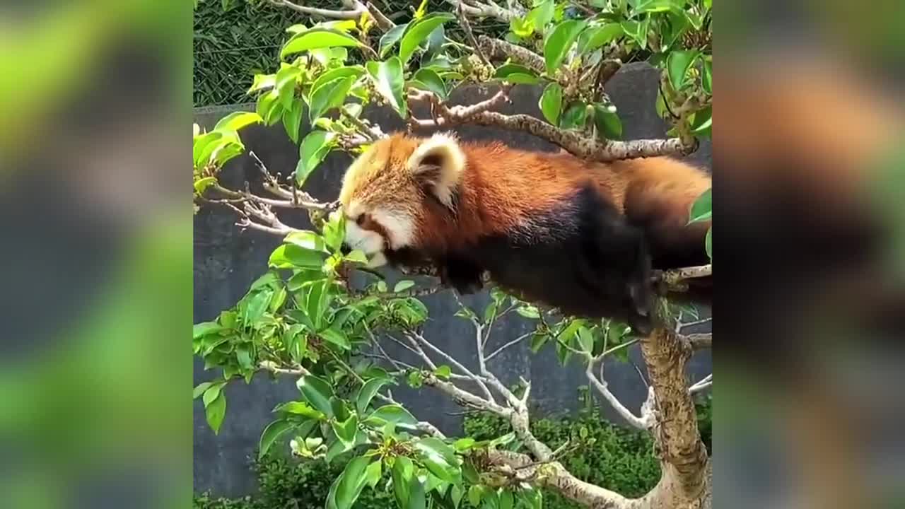 Sweet Adorable Red Panda Will Your Day Better