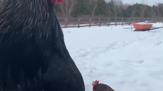 Black White Chicken