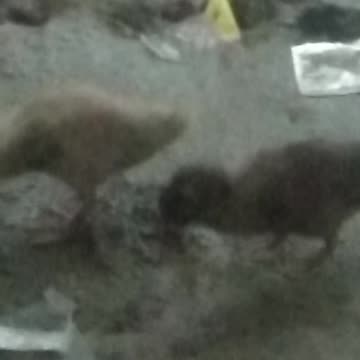 Baby duck,goat Funny videos| Lovely baby goat videos and Baby goat,Cow