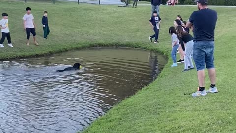 Dog Plays Keep-Away at the Park